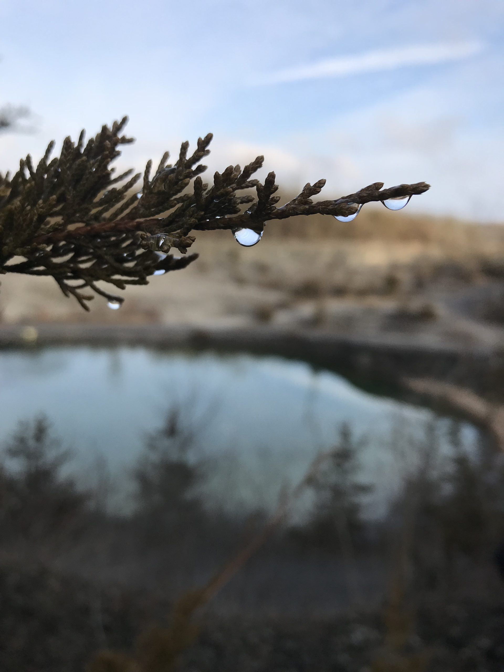 Image of tree branch by a lake
